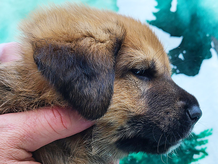 chinook puppy